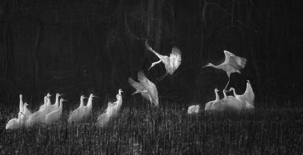 Sandhill Cranes family Poster och Canvastavla
