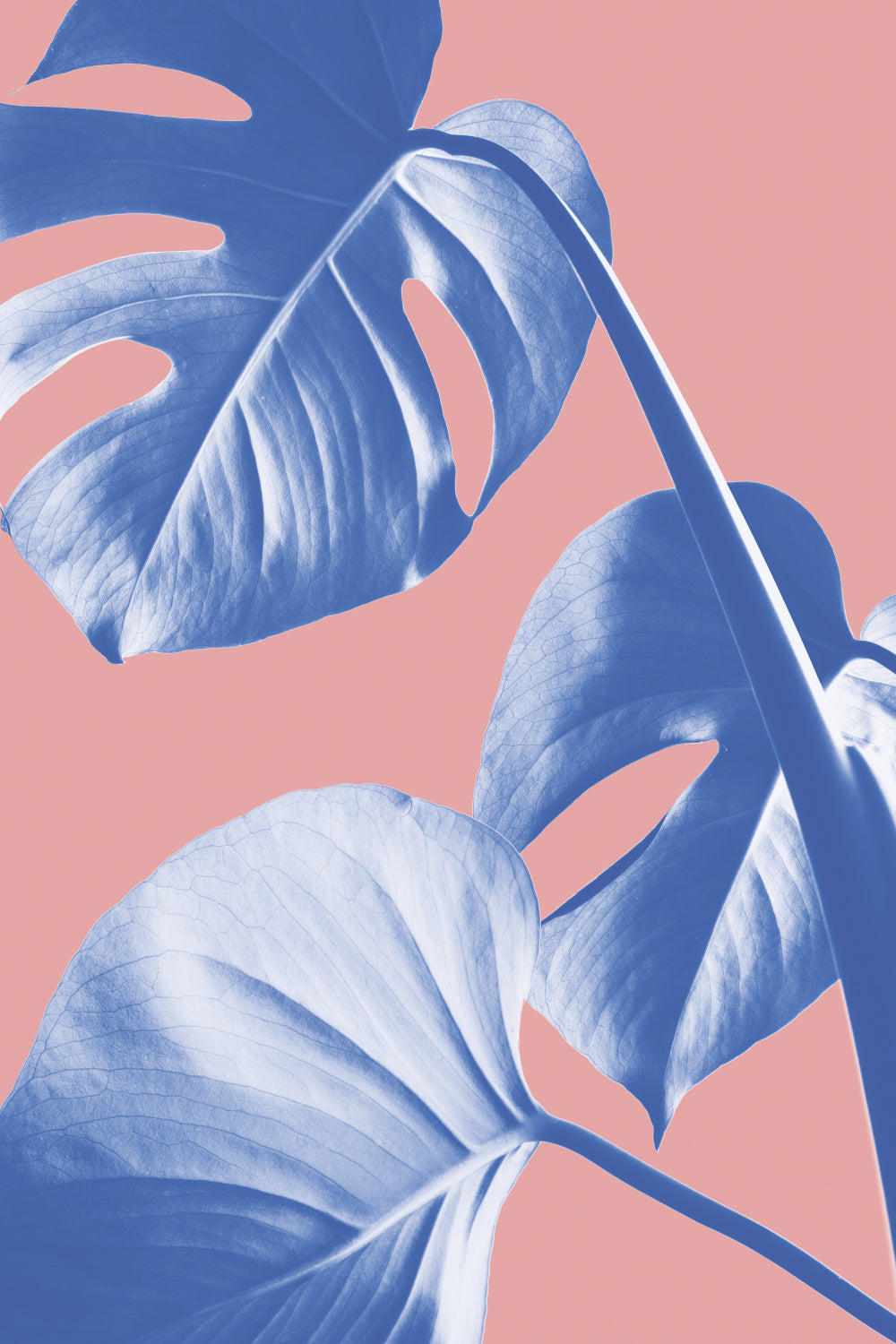 Monstera Purple 05 Poster och Canvastavla