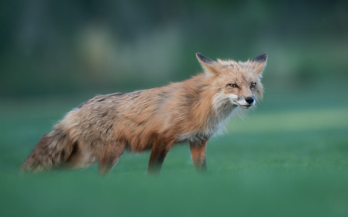 Red Fox Poster och Canvastavla
