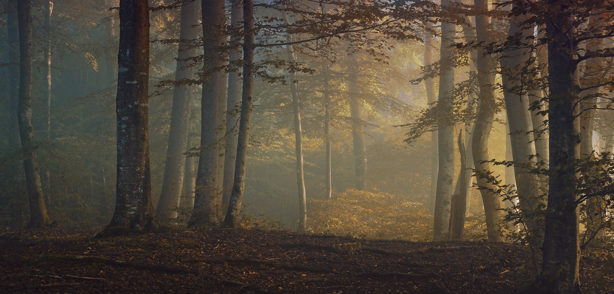 autumn days Poster och Canvastavla