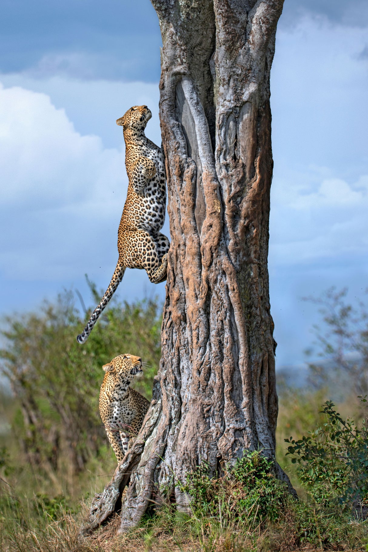 Leopard and her son climbing a tree Poster och Canvastavla
