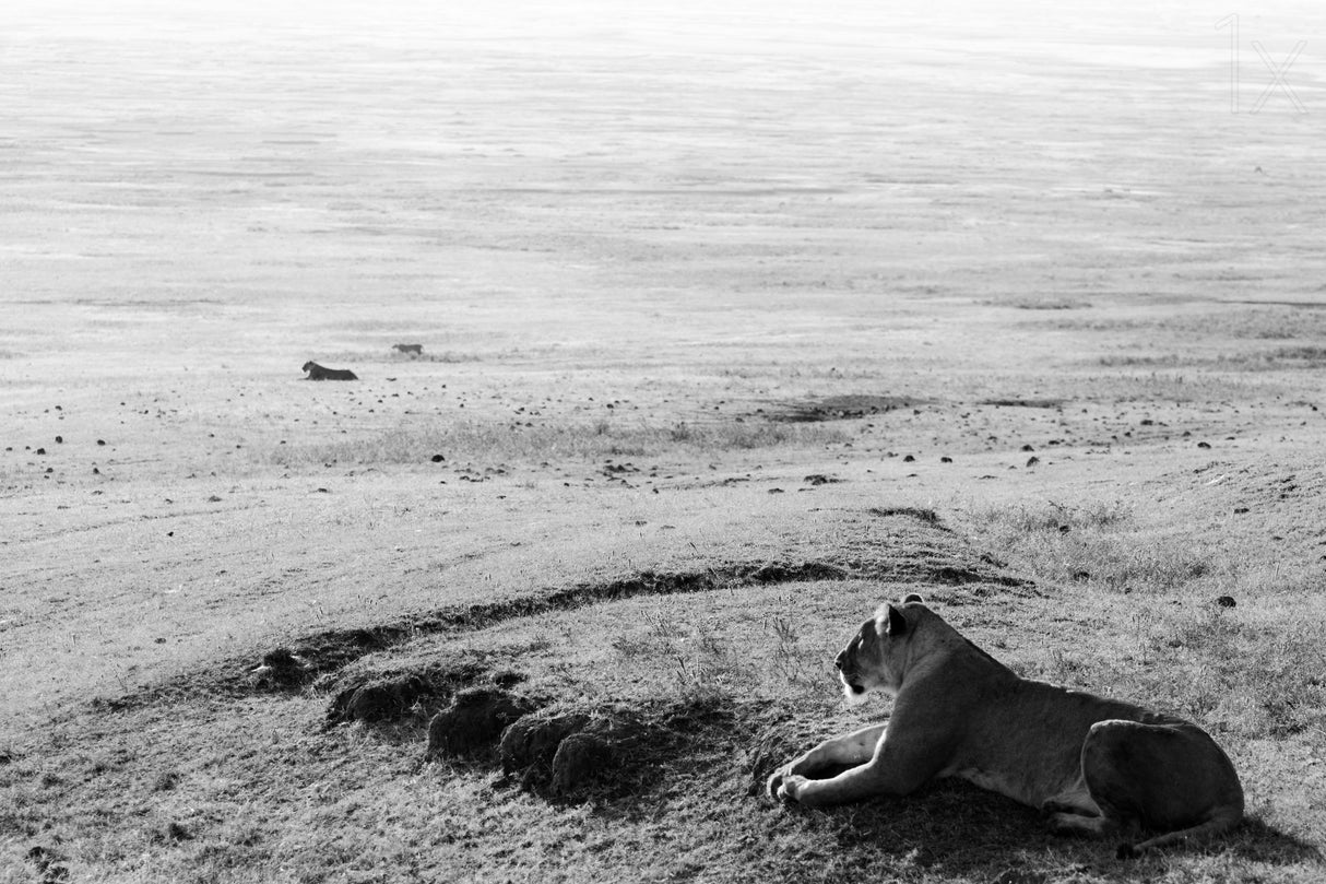 On the morning prowl Poster och Canvastavla