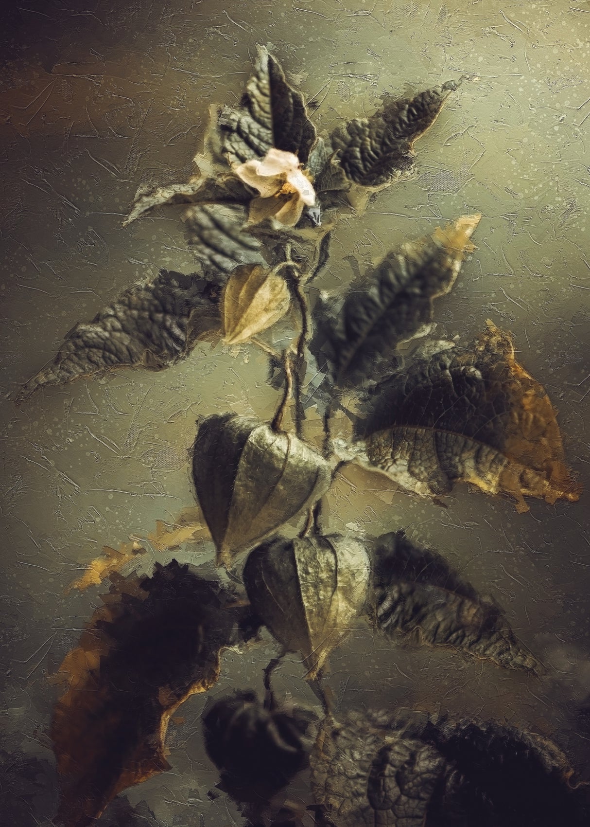 Physalis Poster och Canvastavla