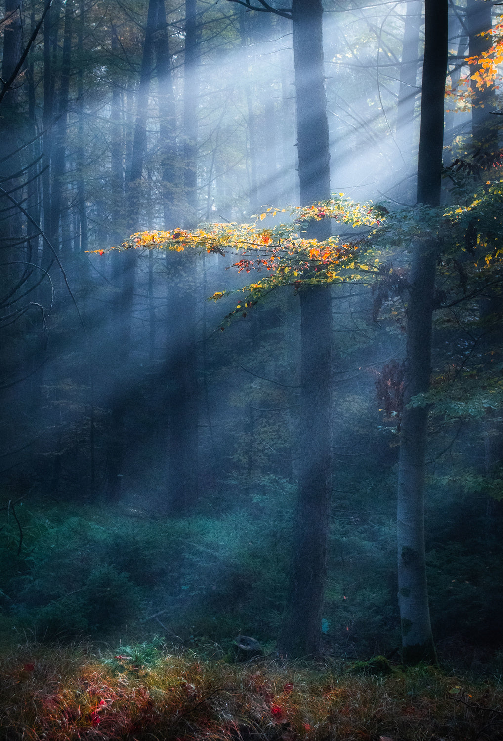 Autumn Impression Poster och Canvastavla