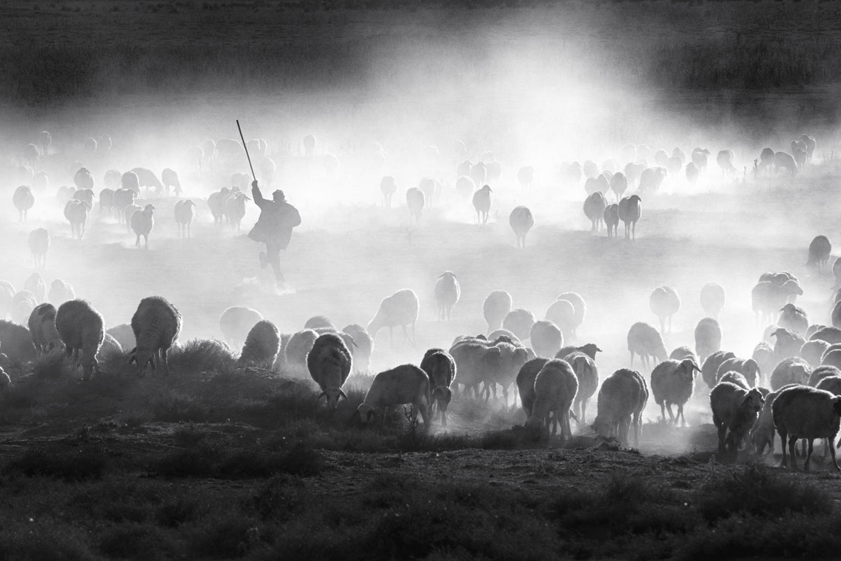 Herd Poster och Canvastavla