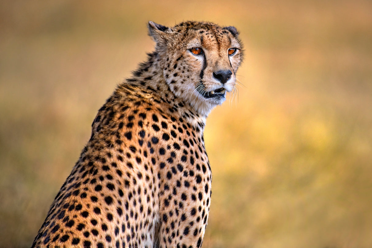 Cheetah portrait Poster och Canvastavla