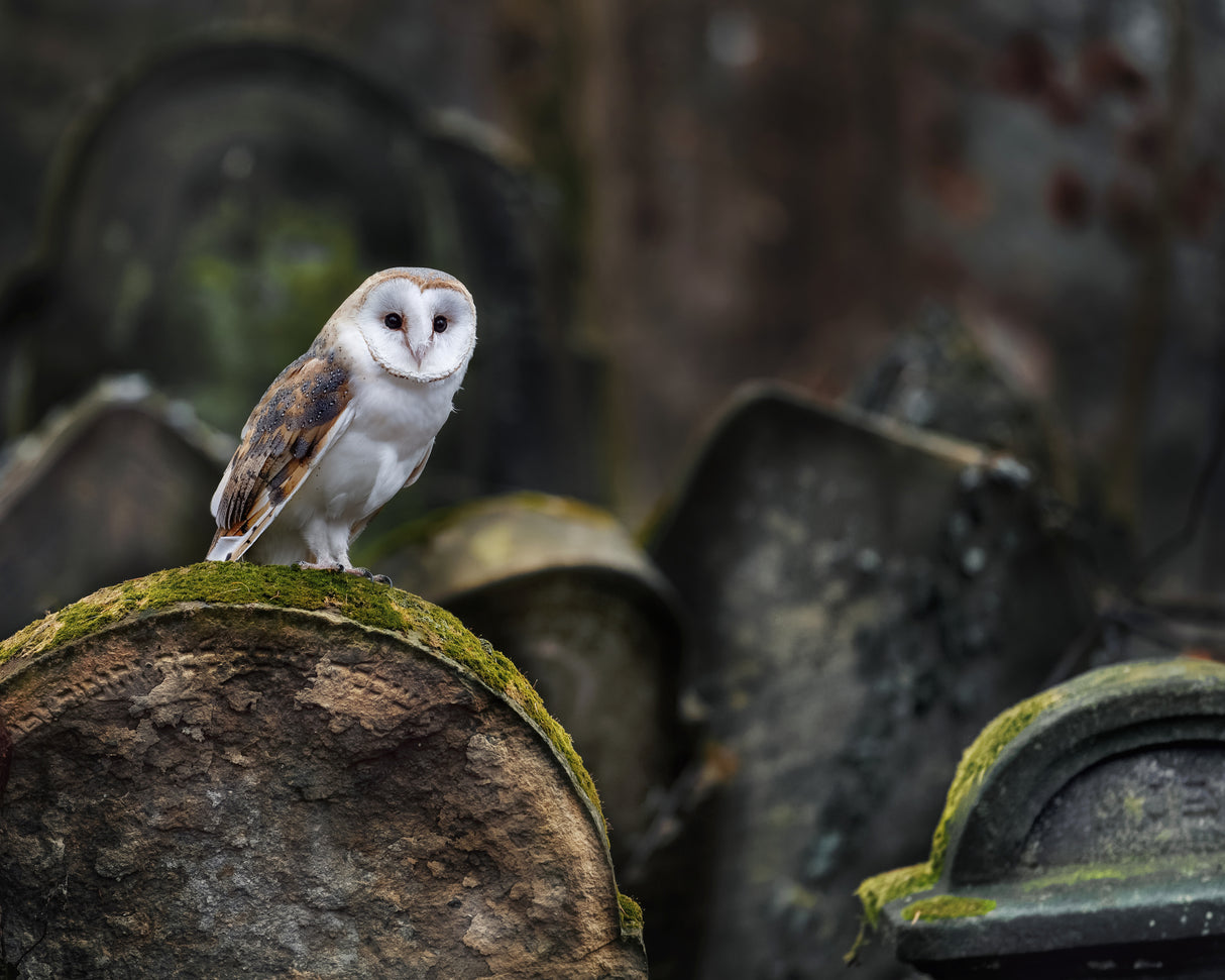 Owl at cemetery Poster och Canvastavla
