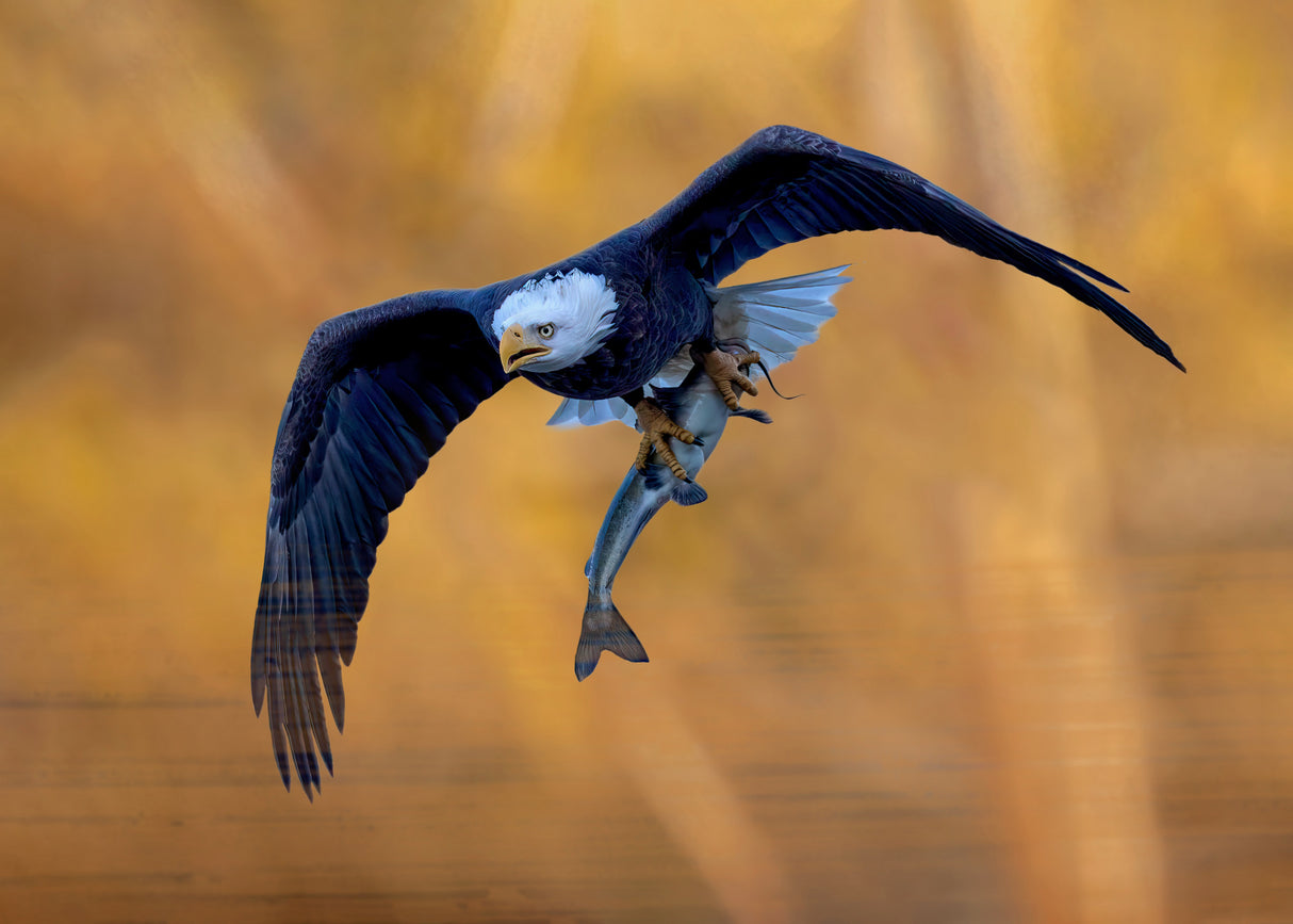 Bald Eagle in Action Poster och Canvastavla