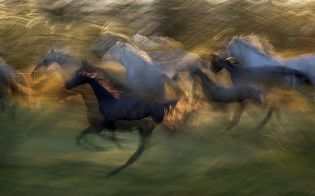 fiery gallop Poster och Canvastavla