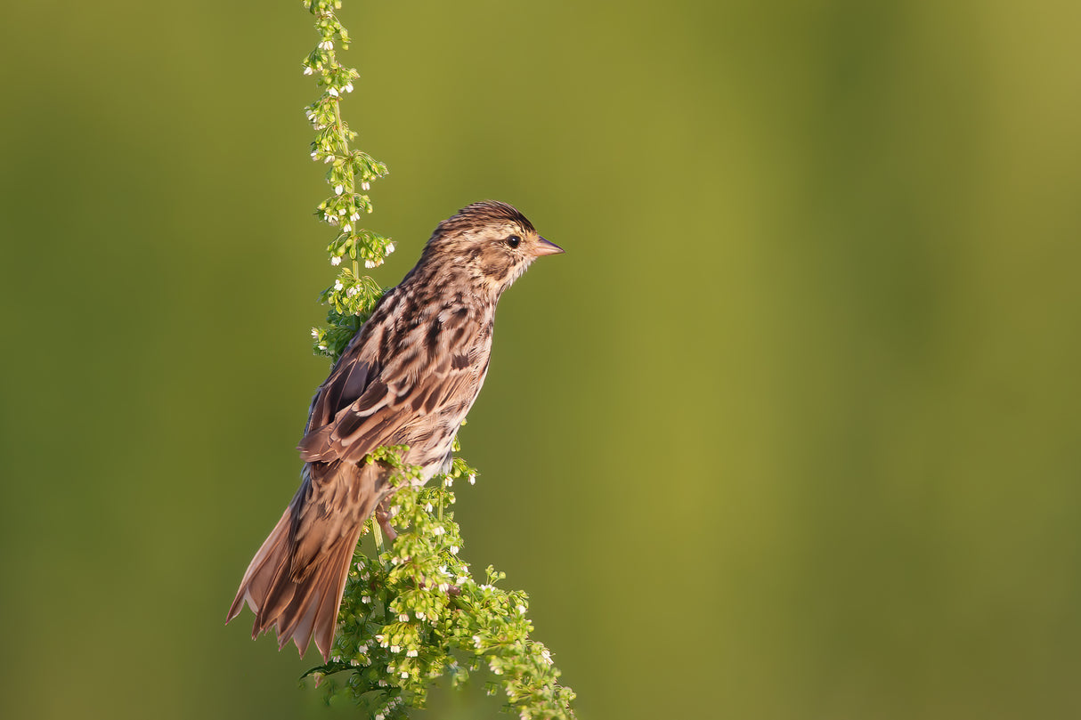 Savannah Sparrow Poster och Canvastavla
