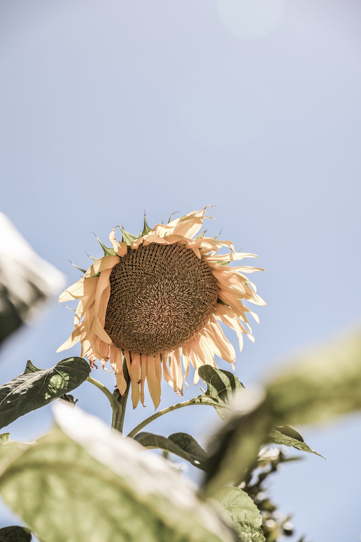 Sun Bloom Poster och Canvastavla