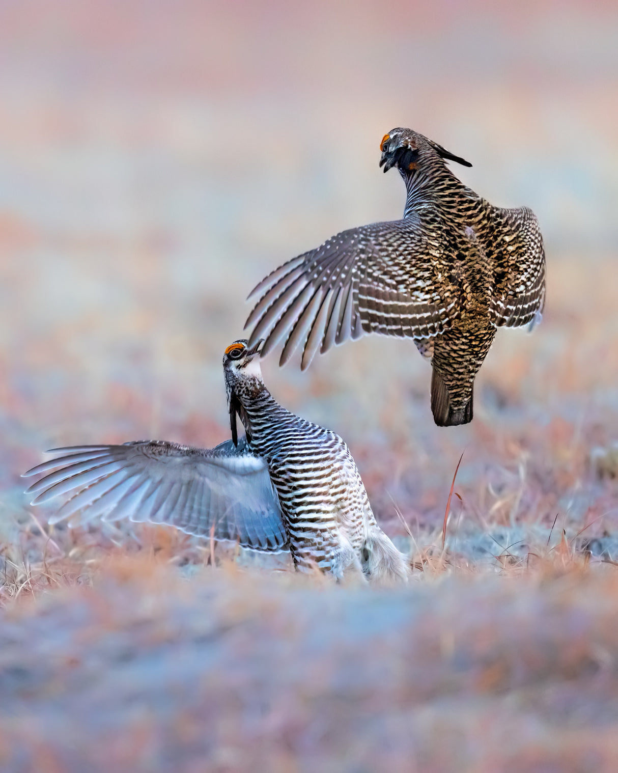 Greater Prairie Chicken-Morning Talking Poster och Canvastavla