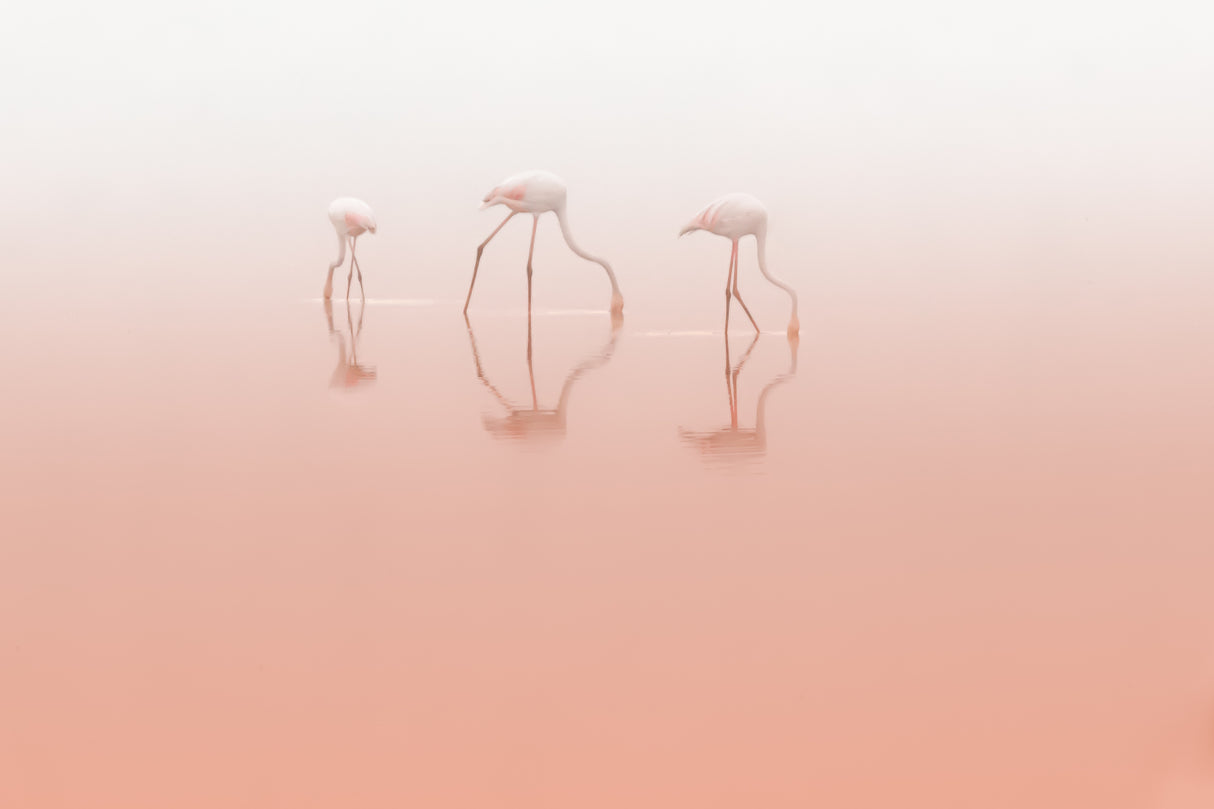 Pink silence ... Poster och Canvastavla