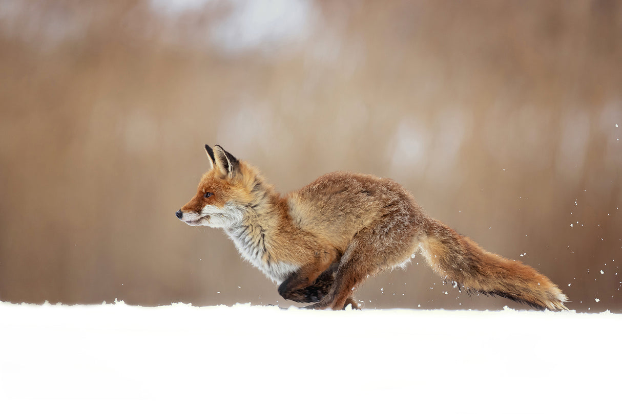 Red Fox Poster och Canvastavla