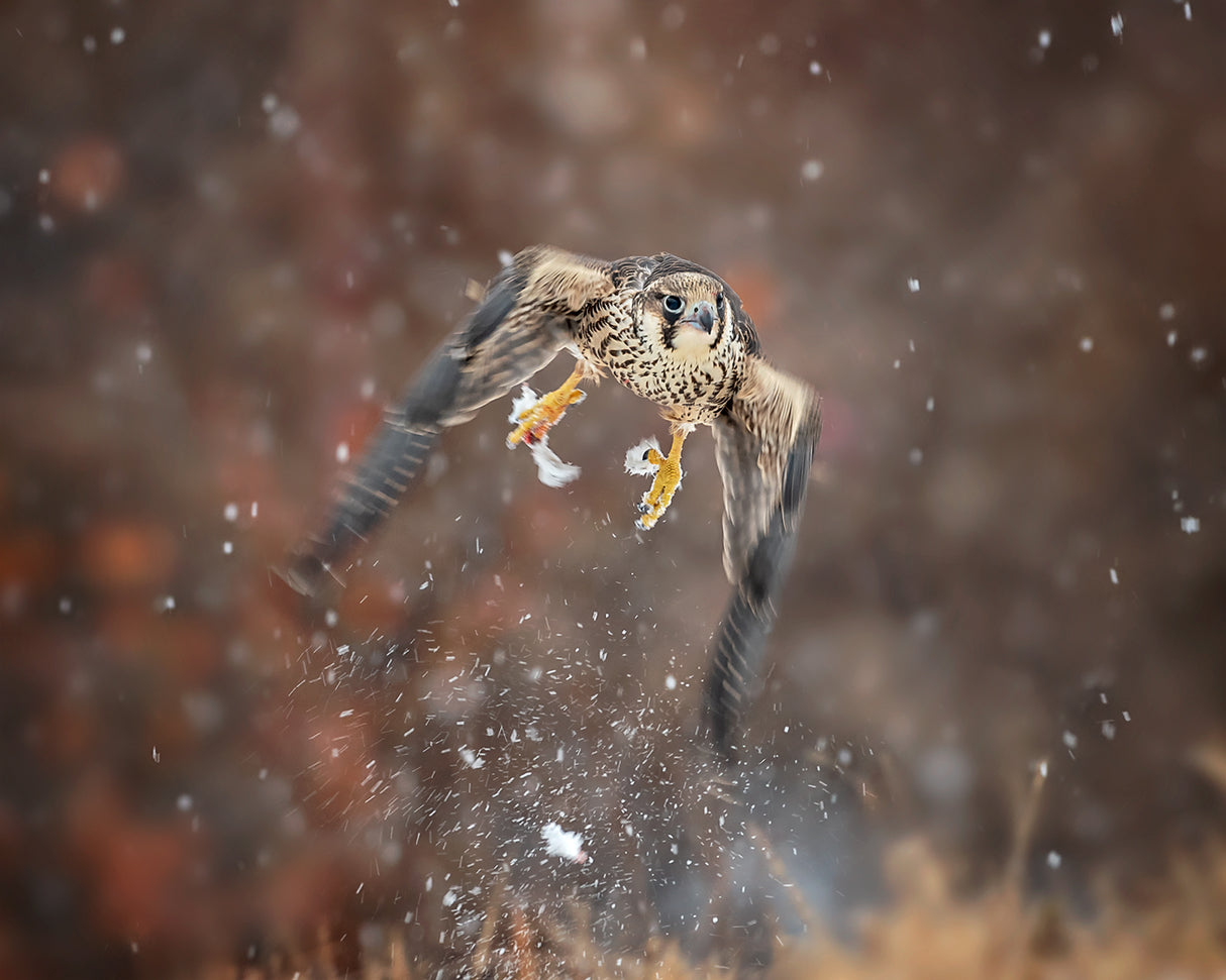 Flying in the snowflakes Poster och Canvastavla