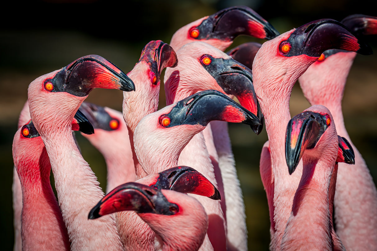 Flamingos Poster och Canvastavla