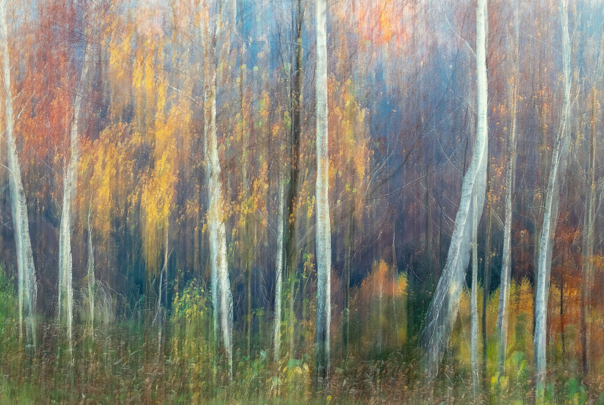 Autumn Poster och Canvastavla