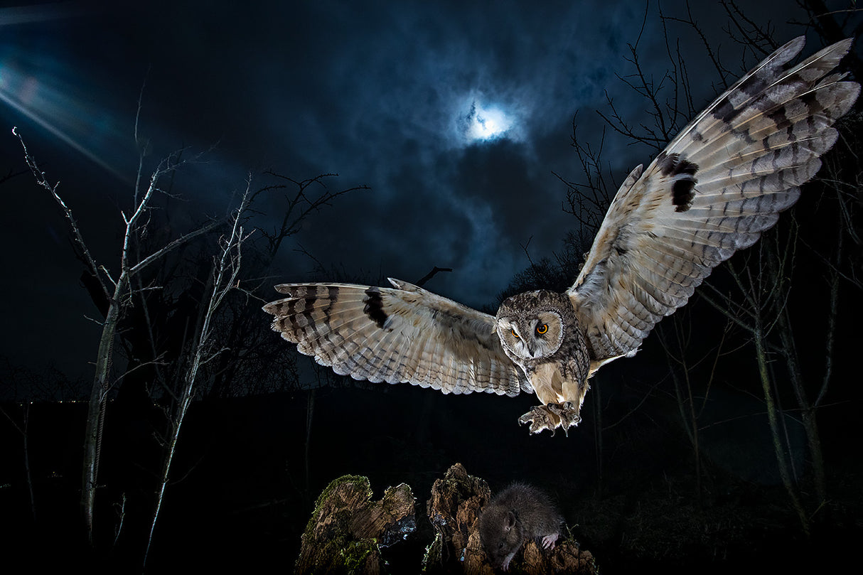 Long eared owl Poster och Canvastavla