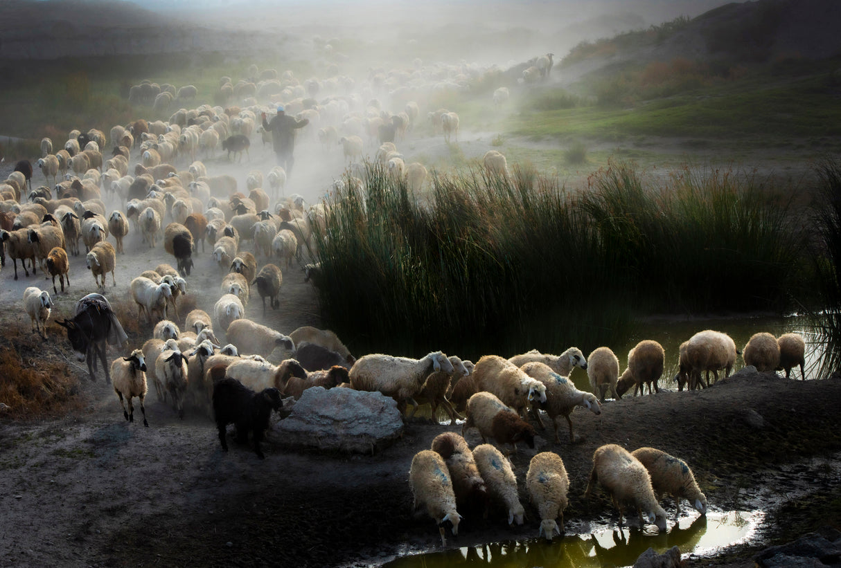 Shepherd Poster och Canvastavla