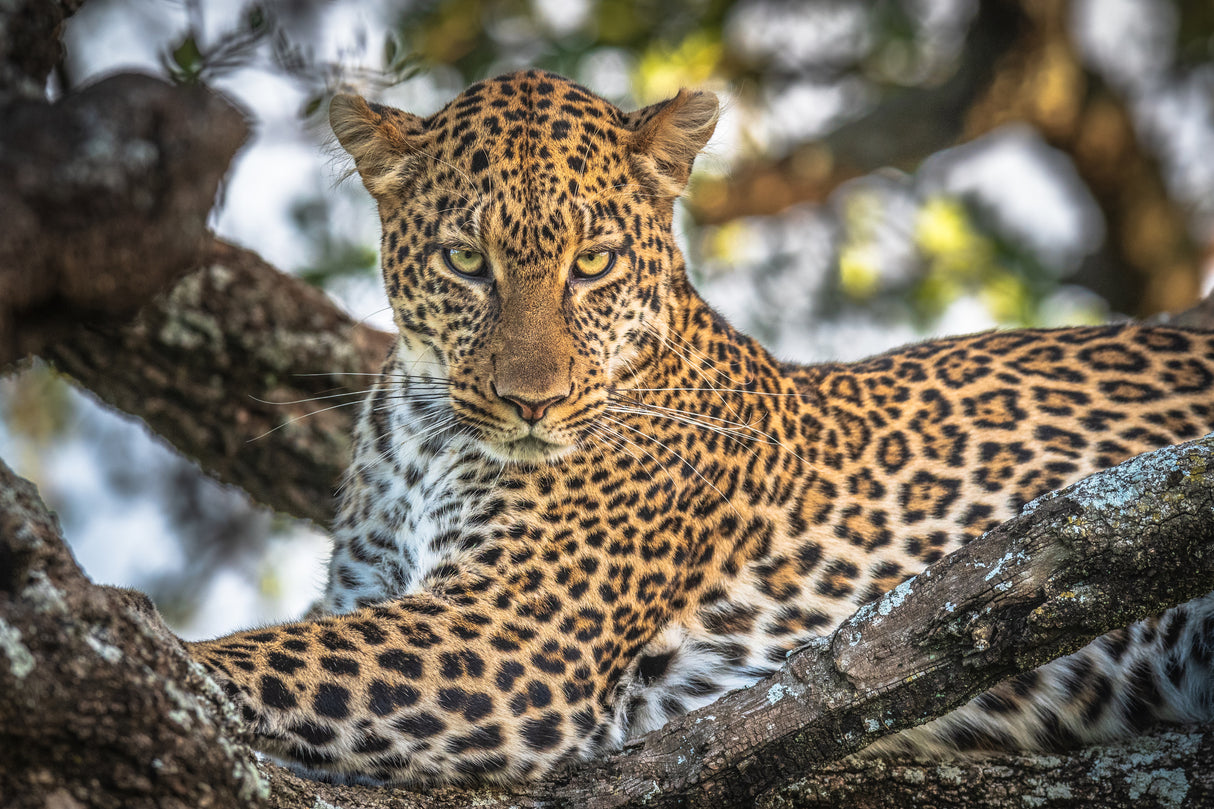 The arboreal king Poster och Canvastavla