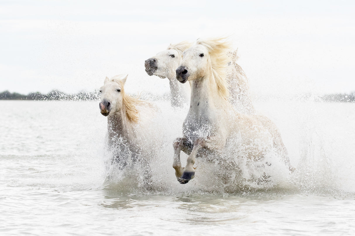 Horses hight key Poster och Canvastavla