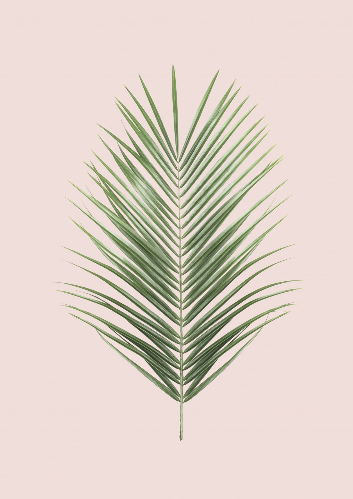 Palm Leaf Blush Poster och Canvastavla