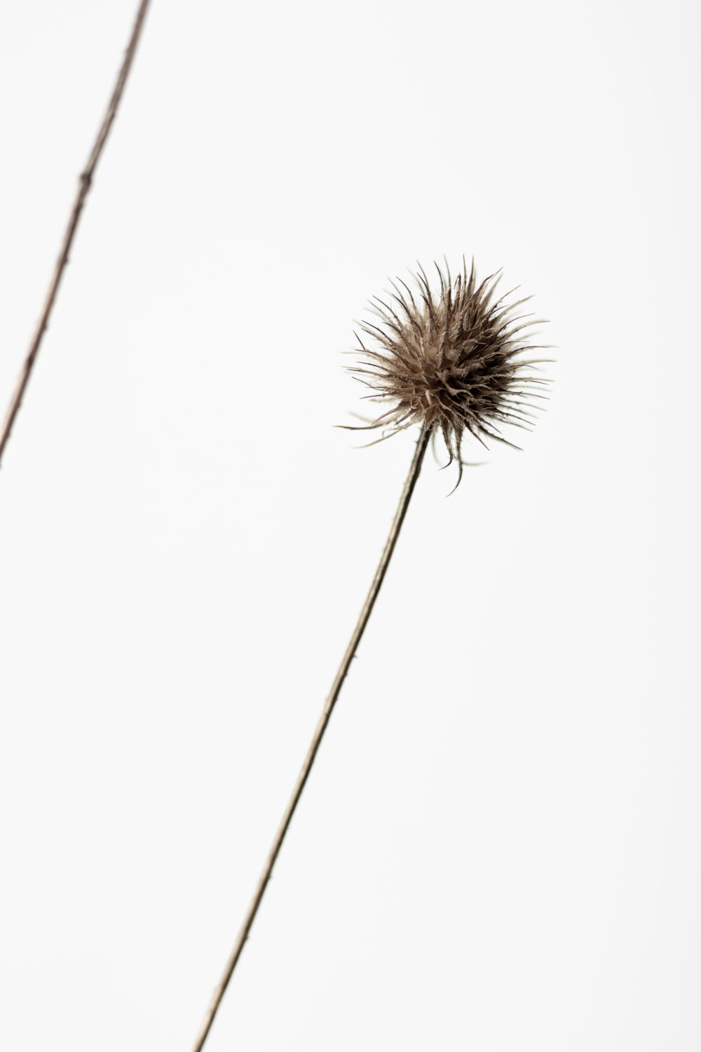 Thistle Grey 08 Poster och Canvastavla