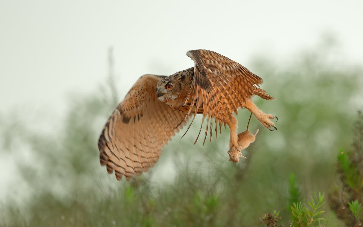 Eagle Owl & Snatch Poster och Canvastavla