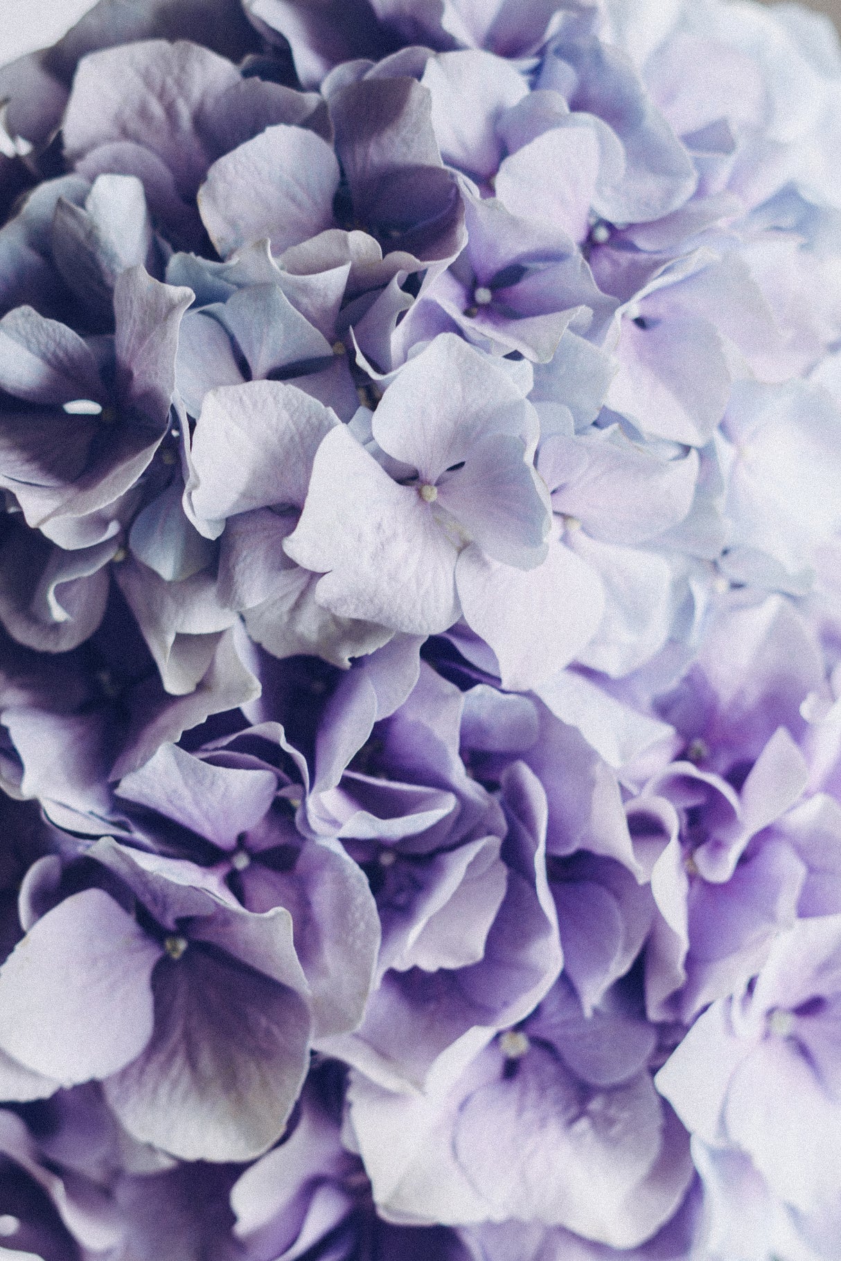 Lovely Hydrangea Poster och Canvastavla