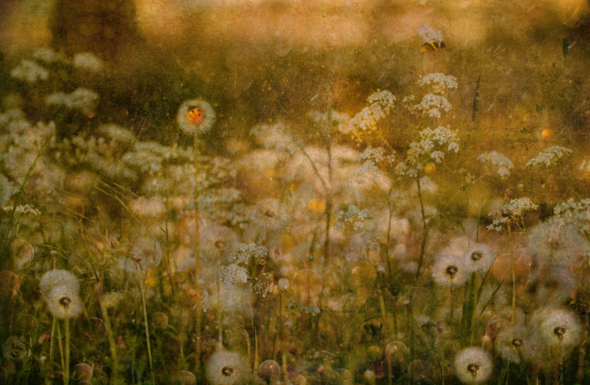 Dandelion Dreams Poster och Canvastavla