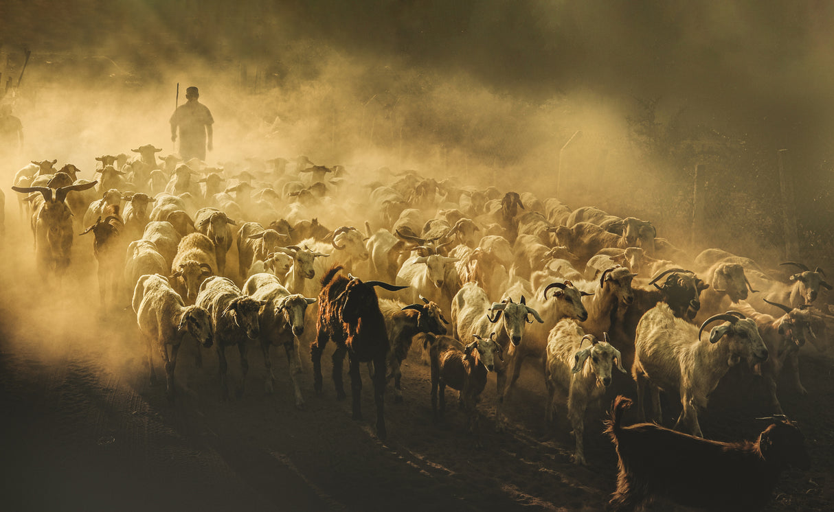 Dusty Roads Poster och Canvastavla