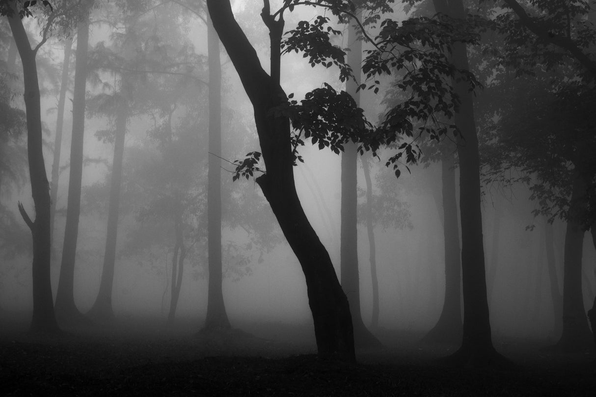 Misty forest Poster och Canvastavla
