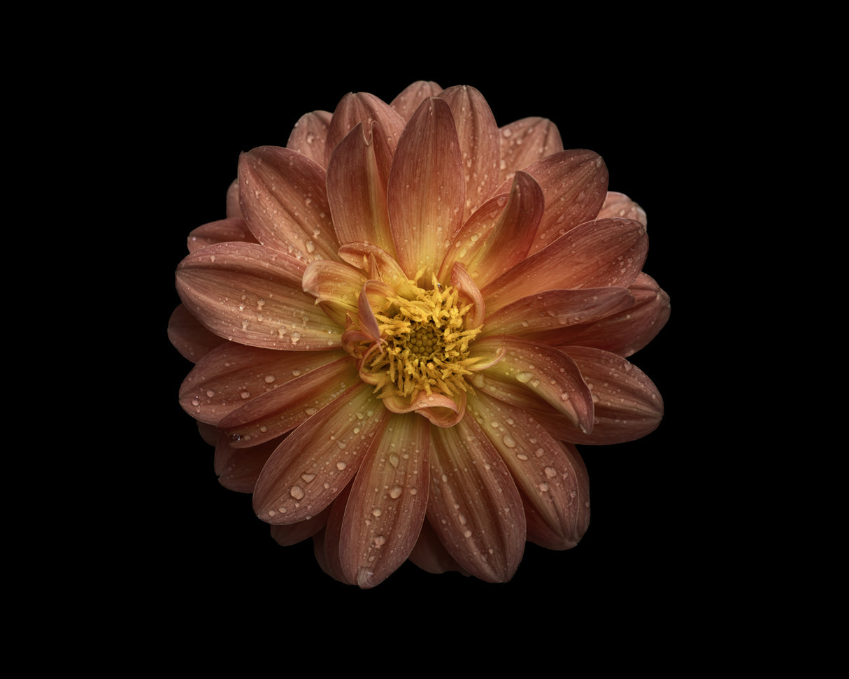 Dahlia Poster och Canvastavla