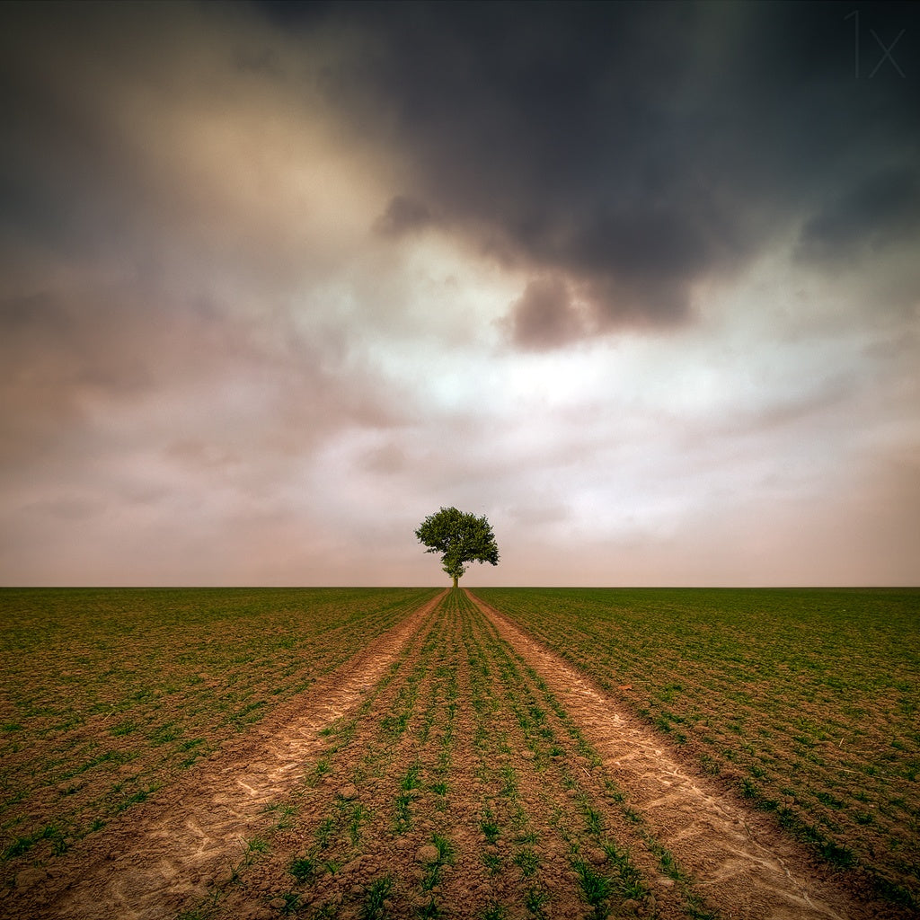 a tree... Poster och Canvastavla