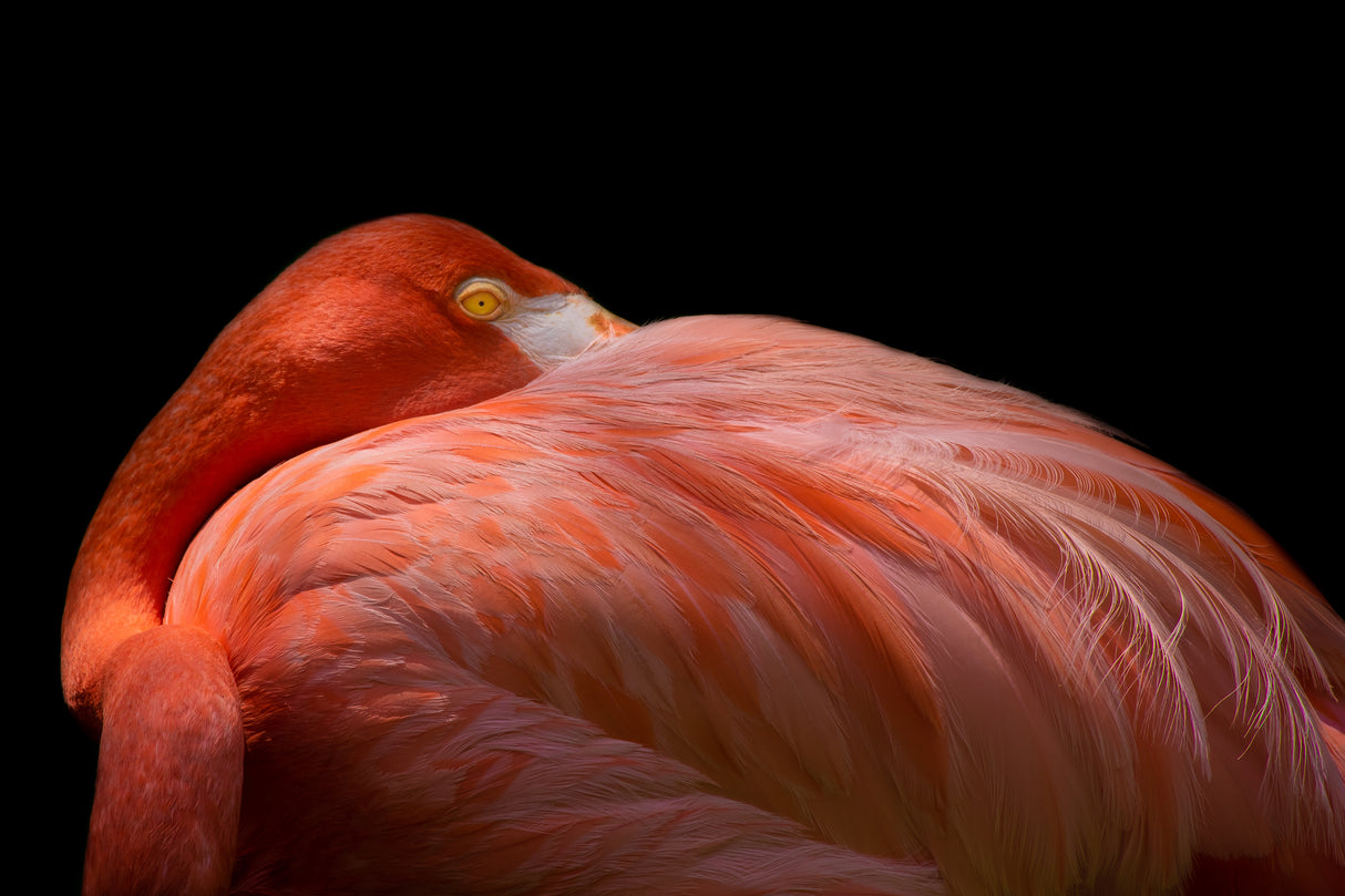 Melancholy Flamingo Poster och Canvastavla