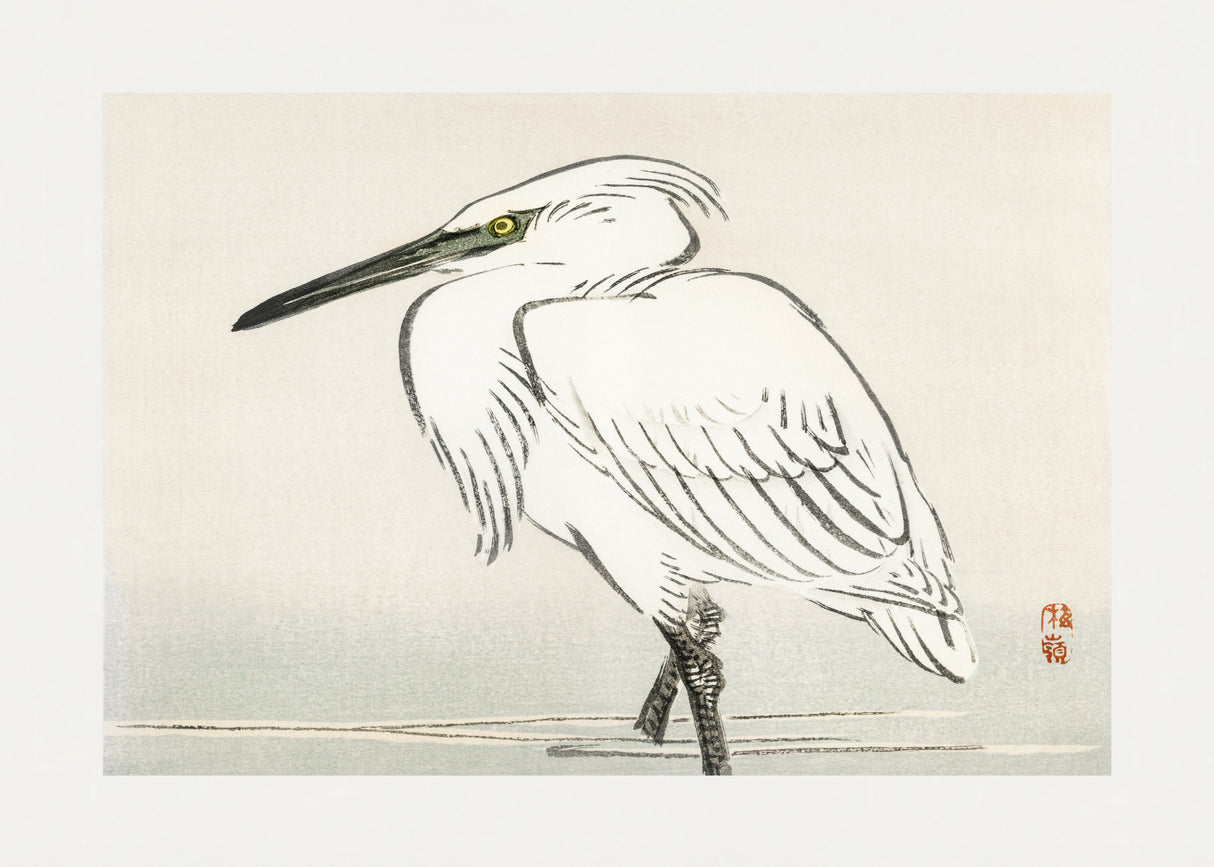 Snowy Egret Poster och Canvastavla