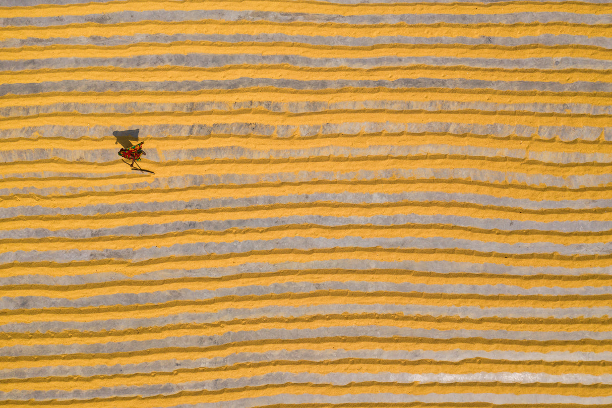 Woman working in rice field Poster och Canvastavla
