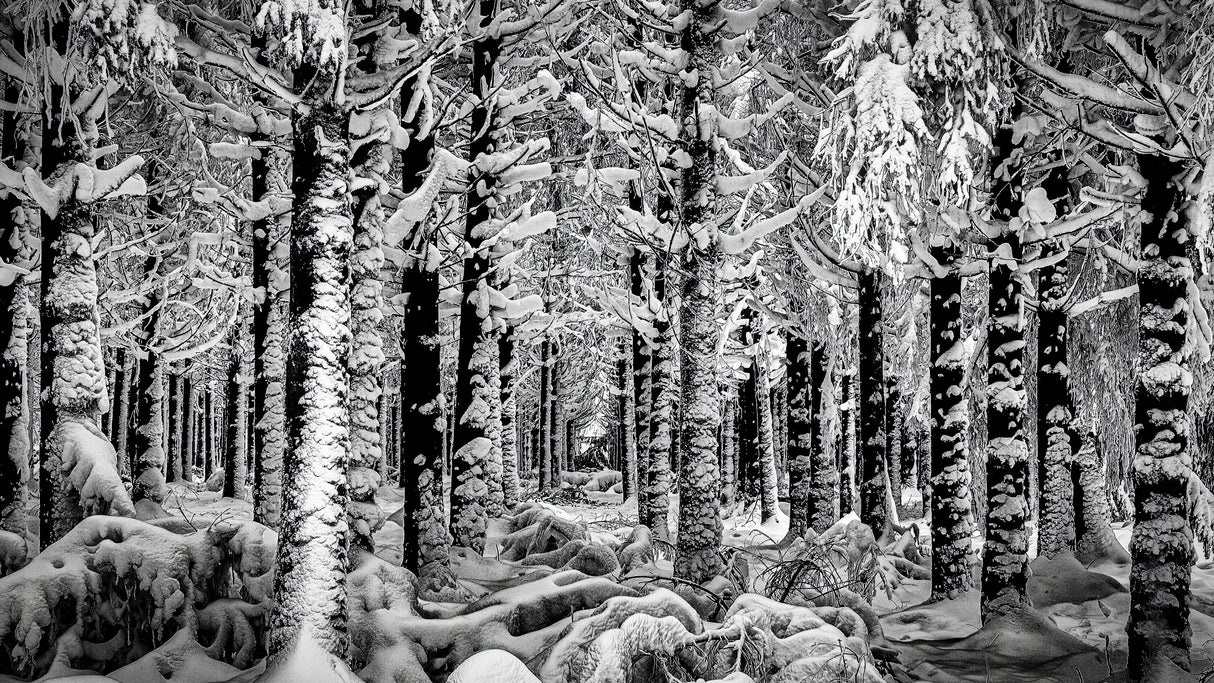 Winter Forest Poster och Canvastavla