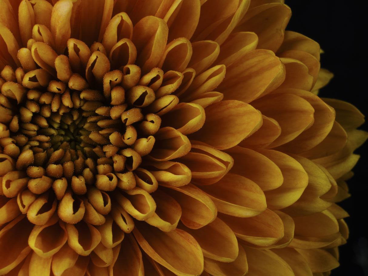 macro shot of a beautiful yellow flower Poster och Canvastavla