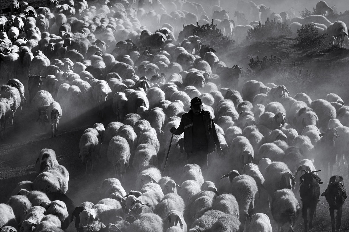 Shepherd Poster och Canvastavla