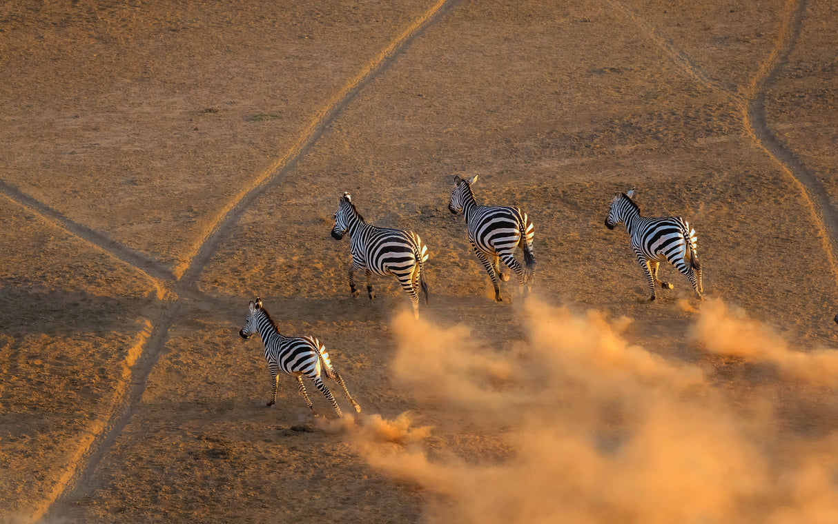 Zebra running in the sunset Poster och Canvastavla