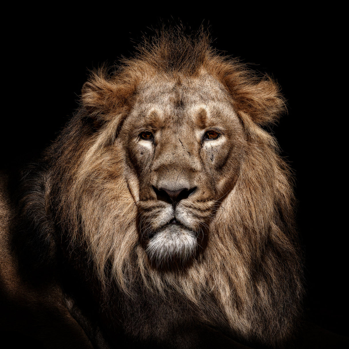 Lion Poster och Canvastavla