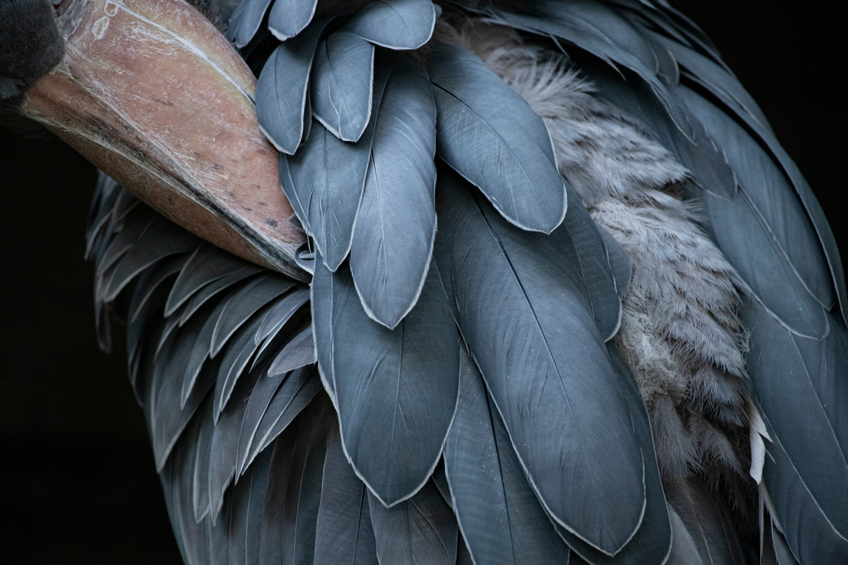 Feather Poster och Canvastavla