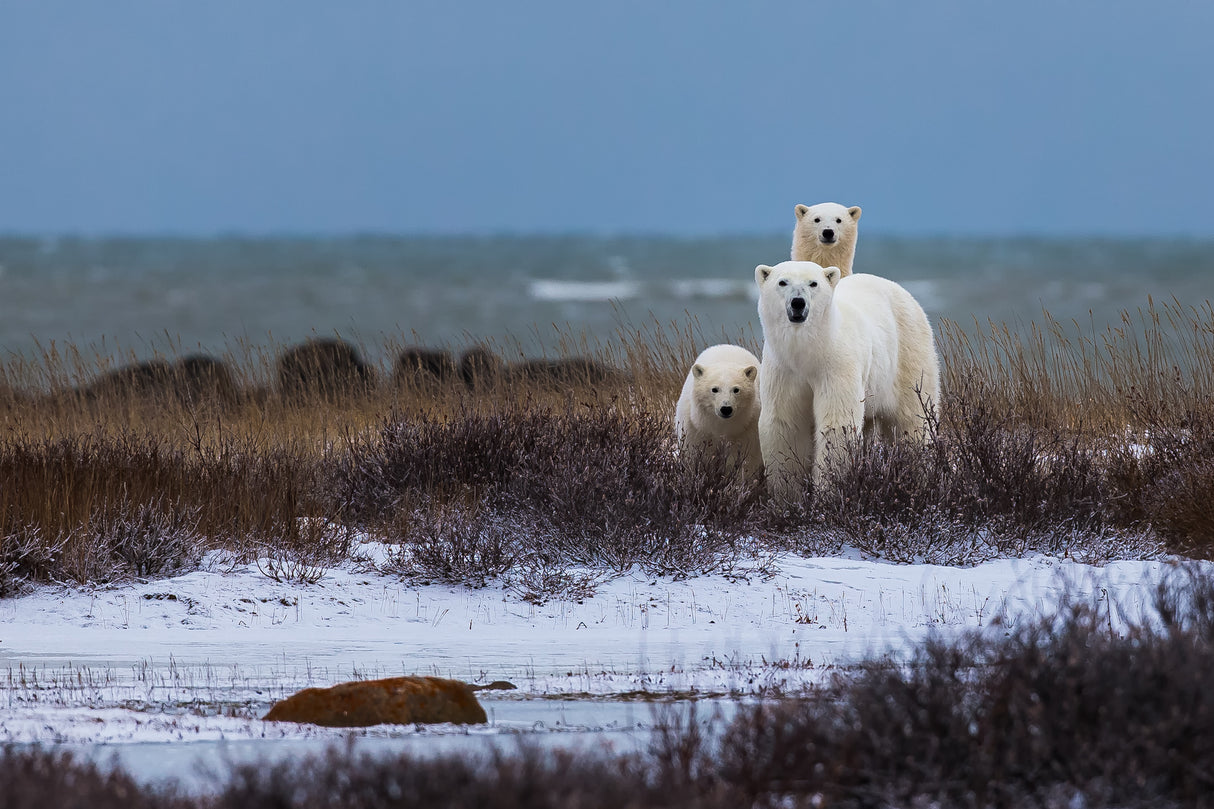 Mother bear with cubs, Hudson bay in the background Poster och Canvastavla
