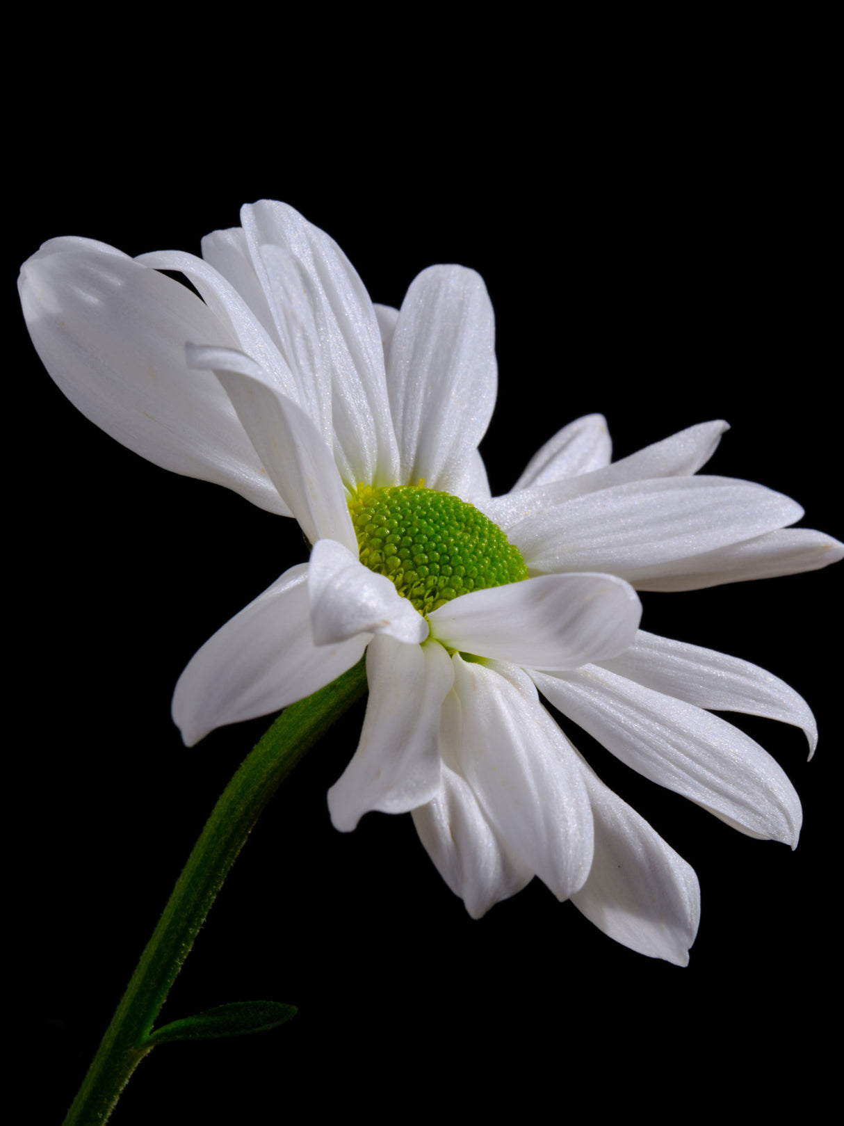white daisy flower Poster och Canvastavla