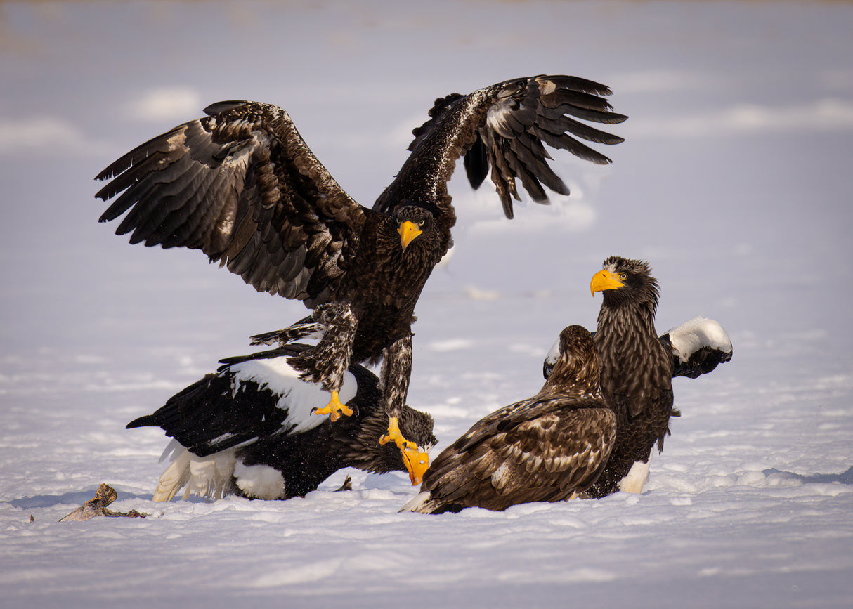 White-tailed Eagle Poster och Canvastavla