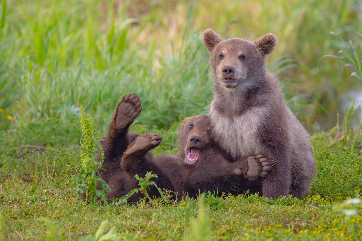 Bear games Poster och Canvastavla
