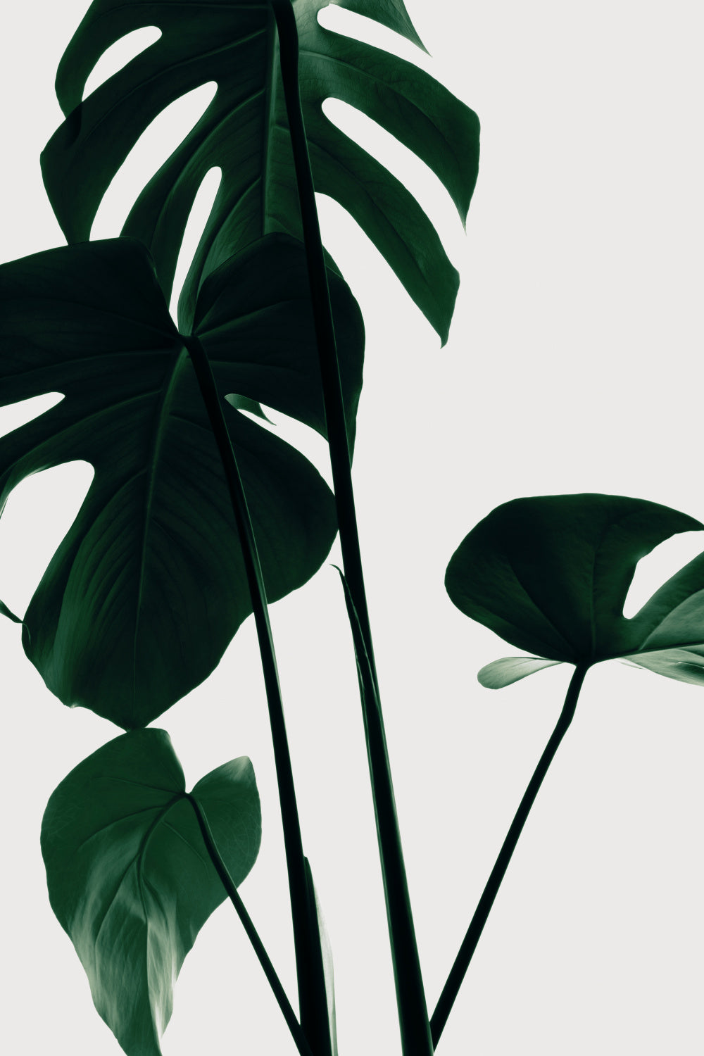 Monstera Natural 25 Poster och Canvastavla