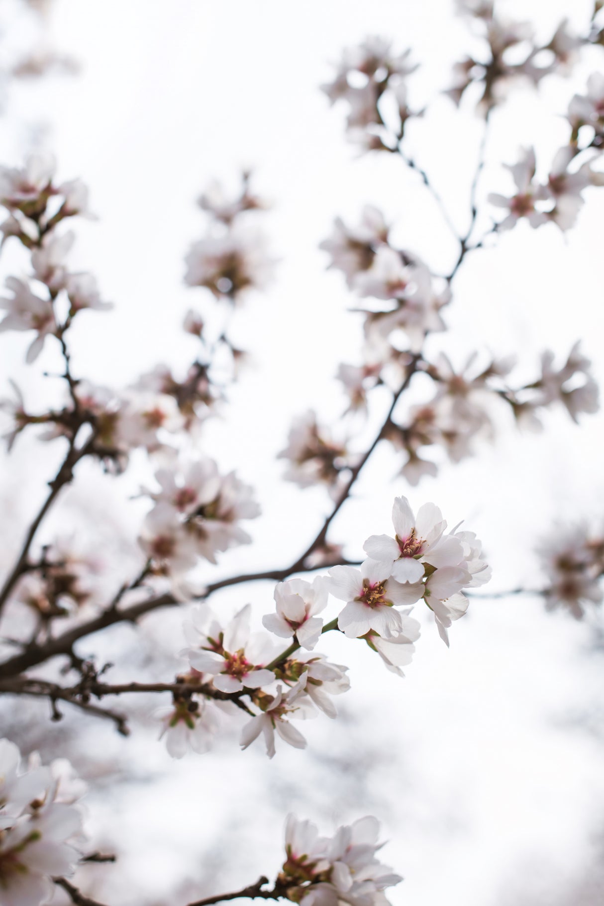 Almond Blossoms Poster och Canvastavla
