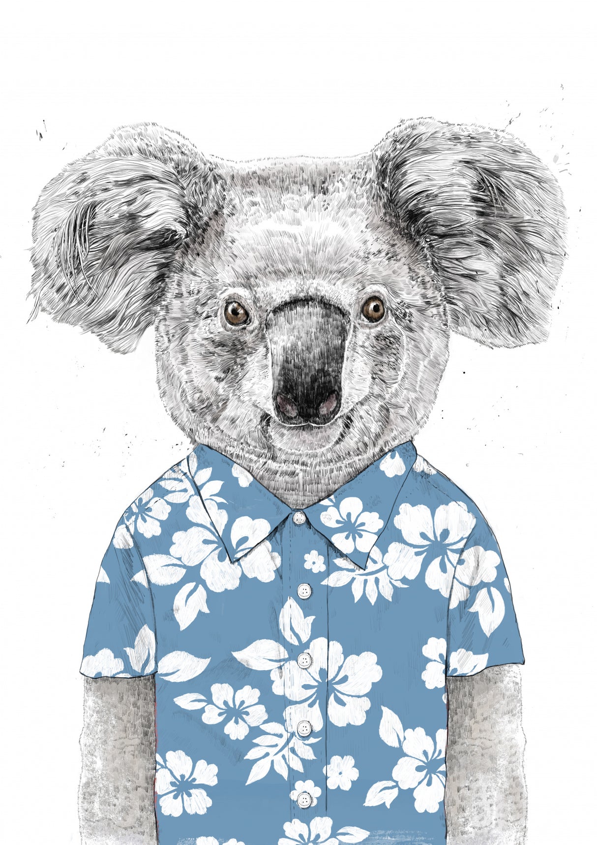 Summer Koala (blue) Poster och Canvastavla